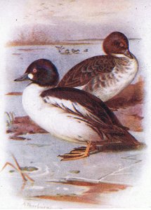 ゴールデンアイ 作： Archibald Thorburn